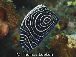 found in Manado, D200 by Thomas Lueken 